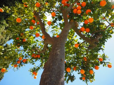 The Danger of Low-Hanging Fruit